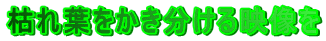 �͂�t������������f����